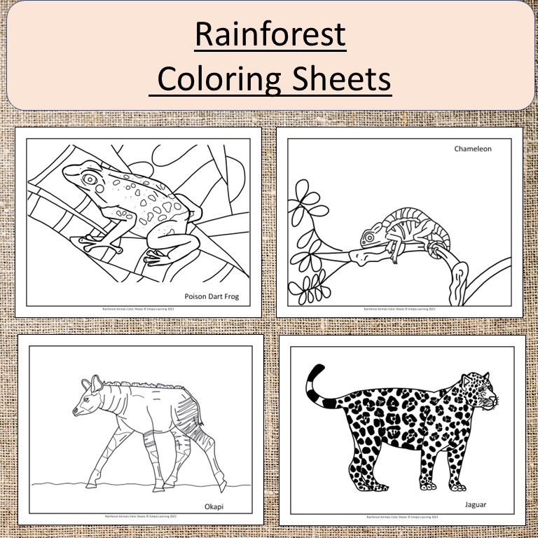 Rainforest animals coloring sheets pages art gorilla frog sloth made by teachers