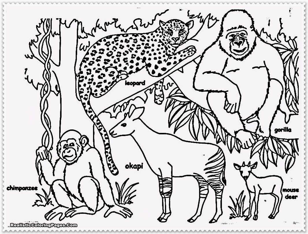 Jungle animal coloring pages realistic jungle animal coloring pages for jungle printable coloring