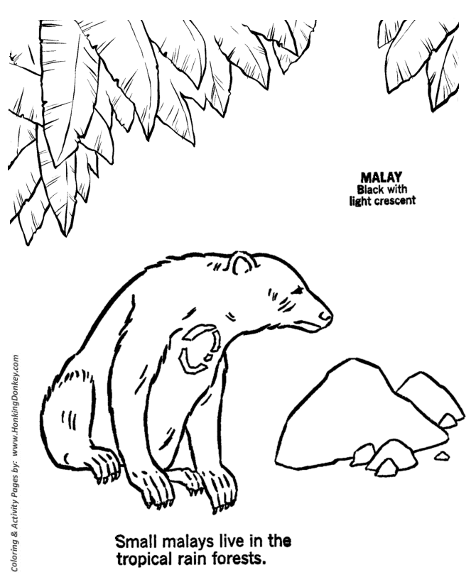 Wild animal coloring pages malay bear coloring page and kids activity sheet