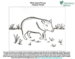 Coloring pages archives rainforest alliance