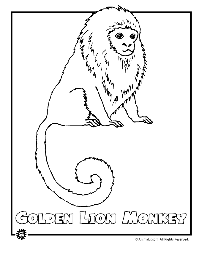 Free rainforest animals coloring pages free download free rainforest animals coloring pages free png images free cliparts on clipart library