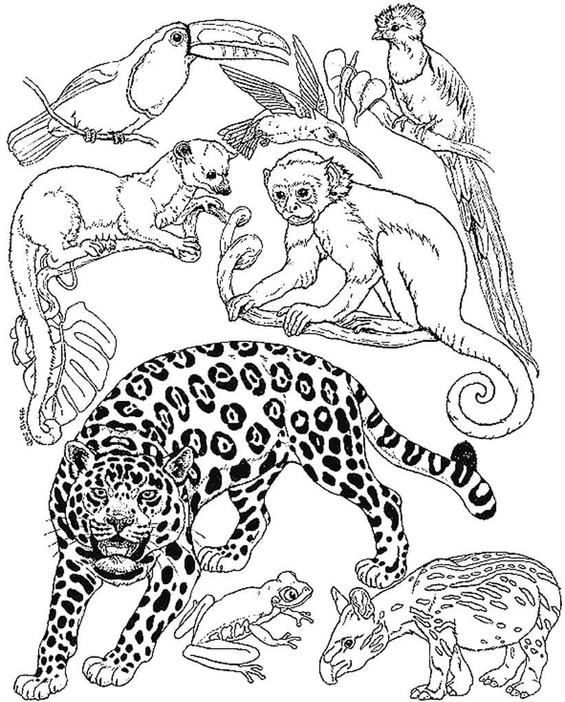 Jungle animals coloring pages