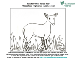 Coloring pages archives rainforest alliance