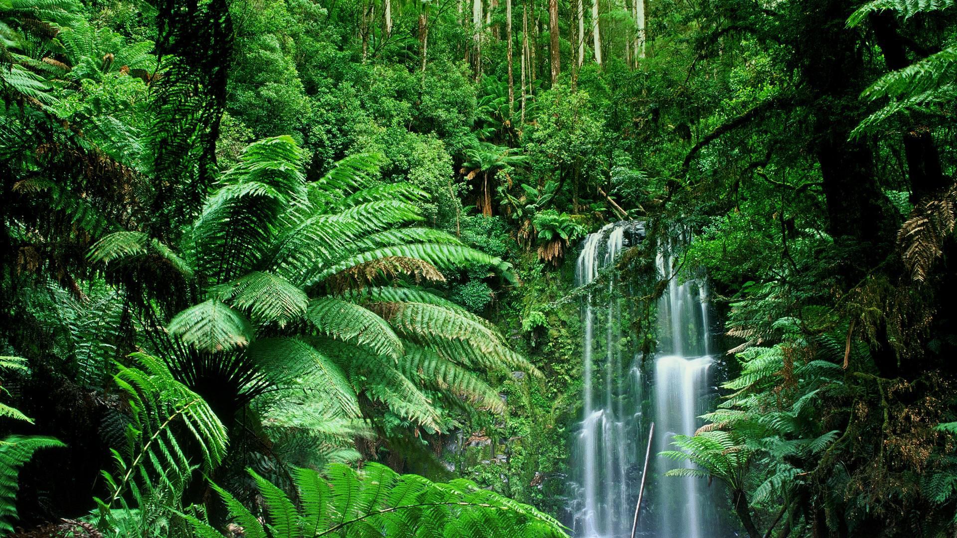 Rainforest Photos, Download The BEST Free Rainforest Stock Photos