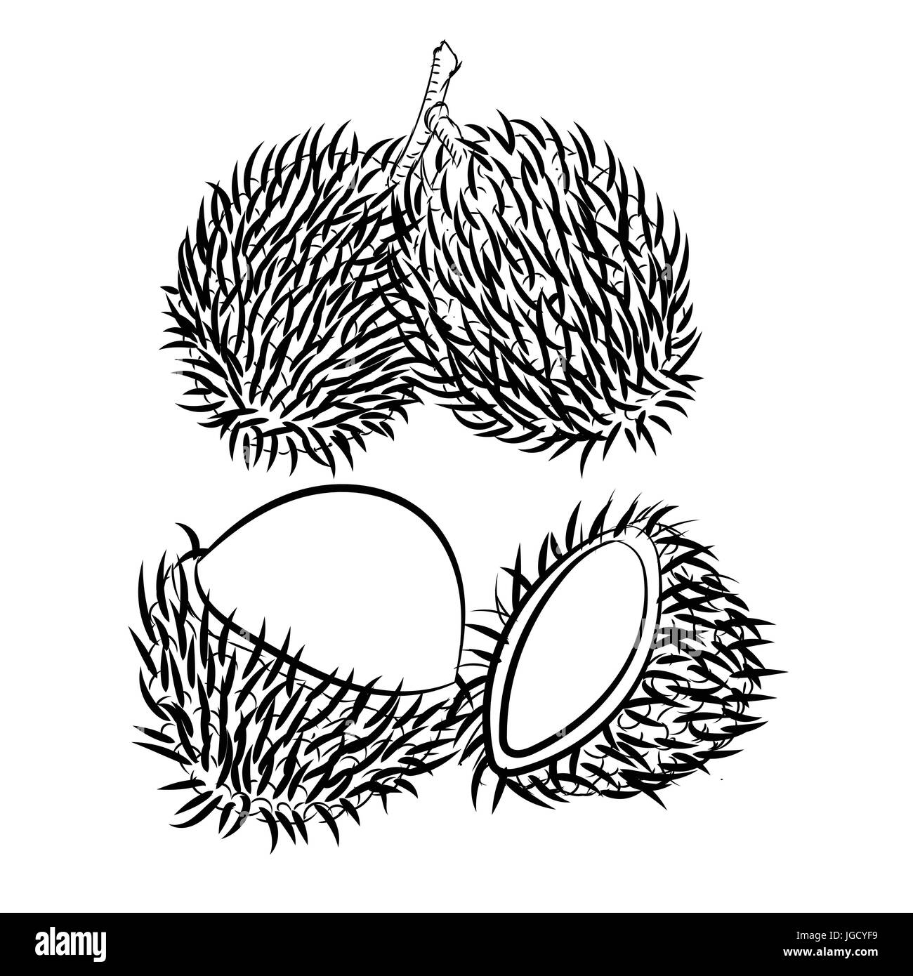 Rambutan vector vectors black and white stock photos images