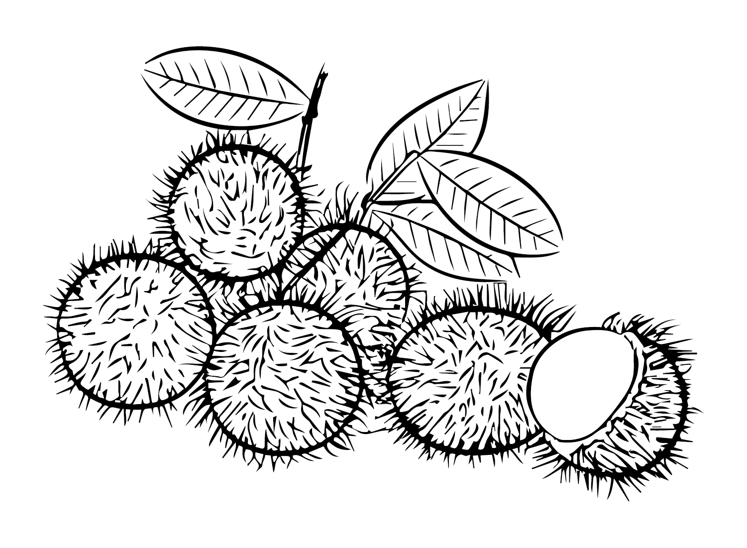 Rambutan coloring pages