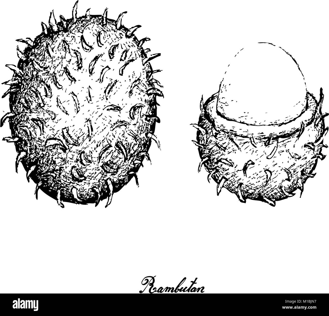 Red rambutan black and white stock photos images