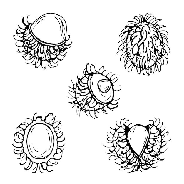 Premium vector rambutan fruit black and white vector set isolated on a white background