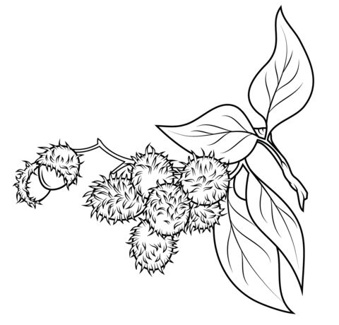 Rambutan branch coloring page from rambutan category select from printable crafts of cartoons nature â book flowers coloring books fruit coloring pages