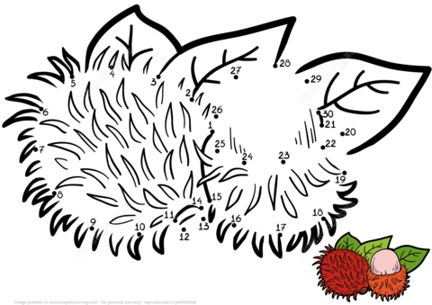 Rambutan dot to dot free printable coloring pages