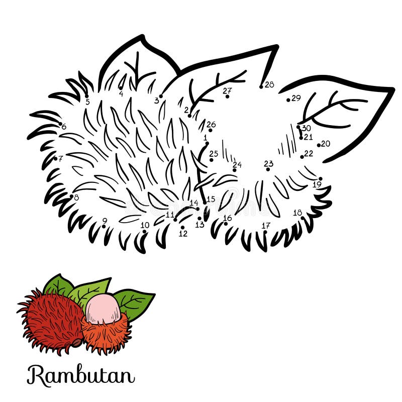 Rambutan stock illustrations â rambutan stock illustrations vectors clipart