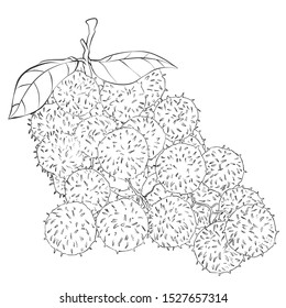 Illustration fruit rambutan stock illustration