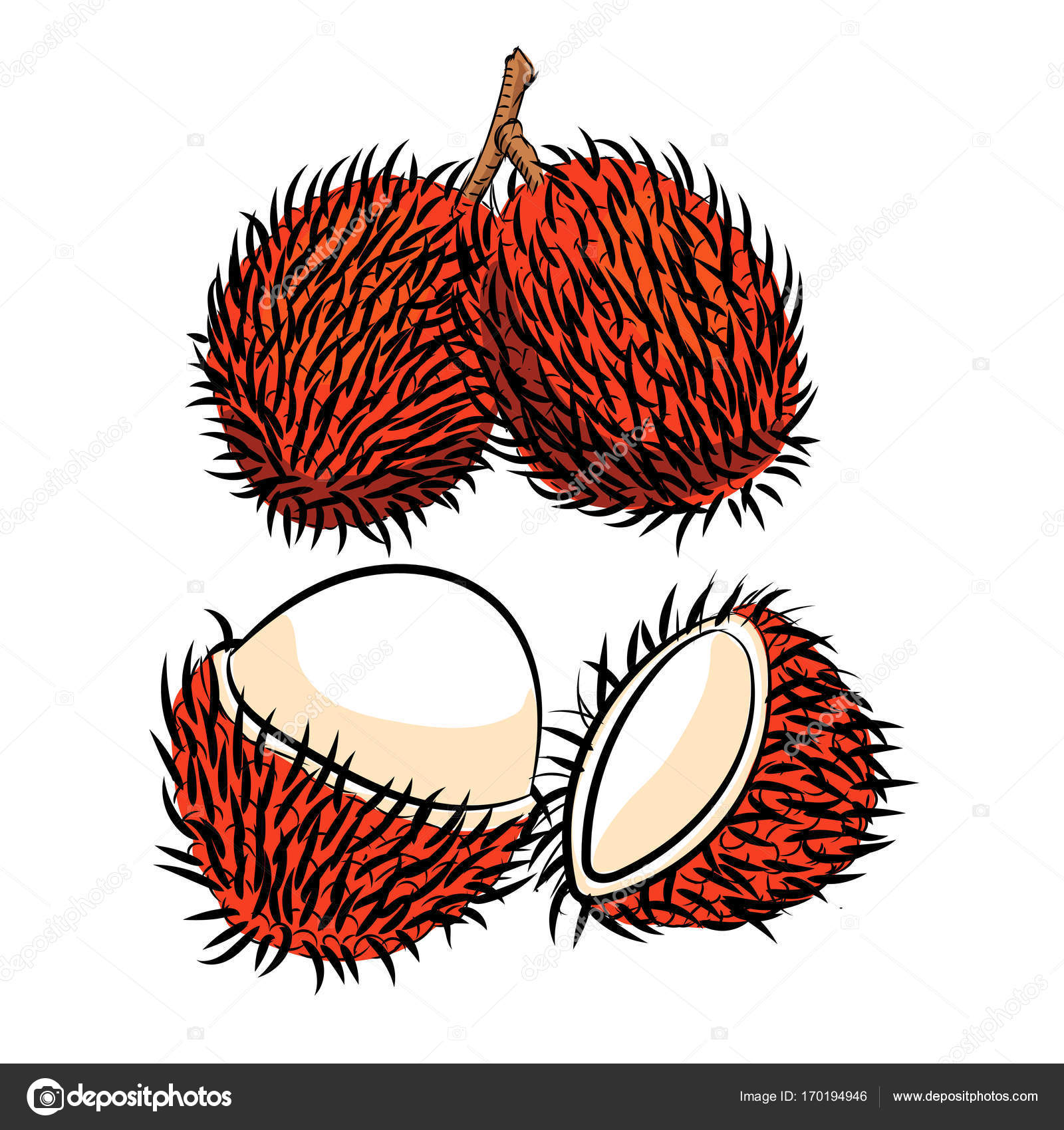 Line drawing of rambutan