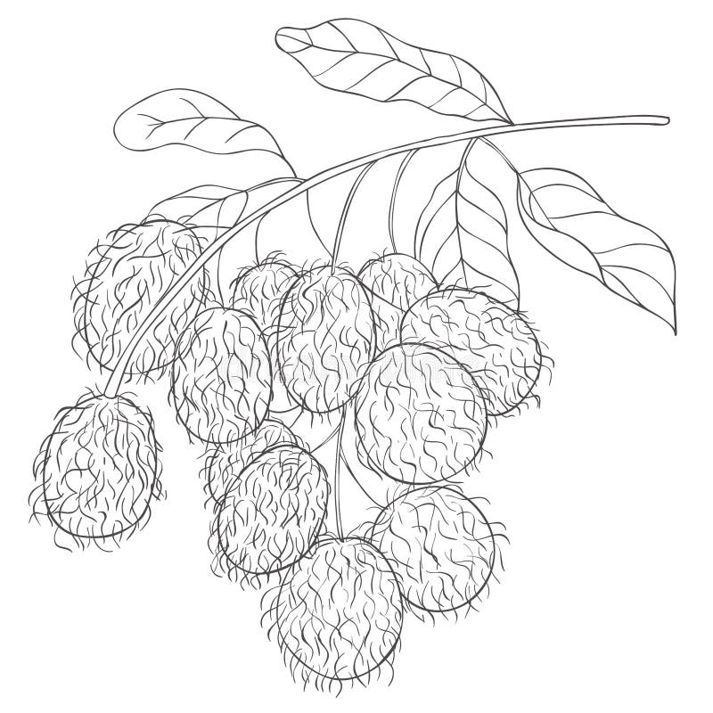 Rambutan plant stock illustrations â rambutan plant stock illustrations vectors clipart