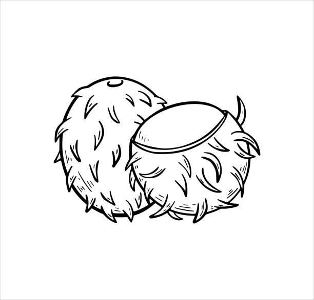 Rambutan stock illustration