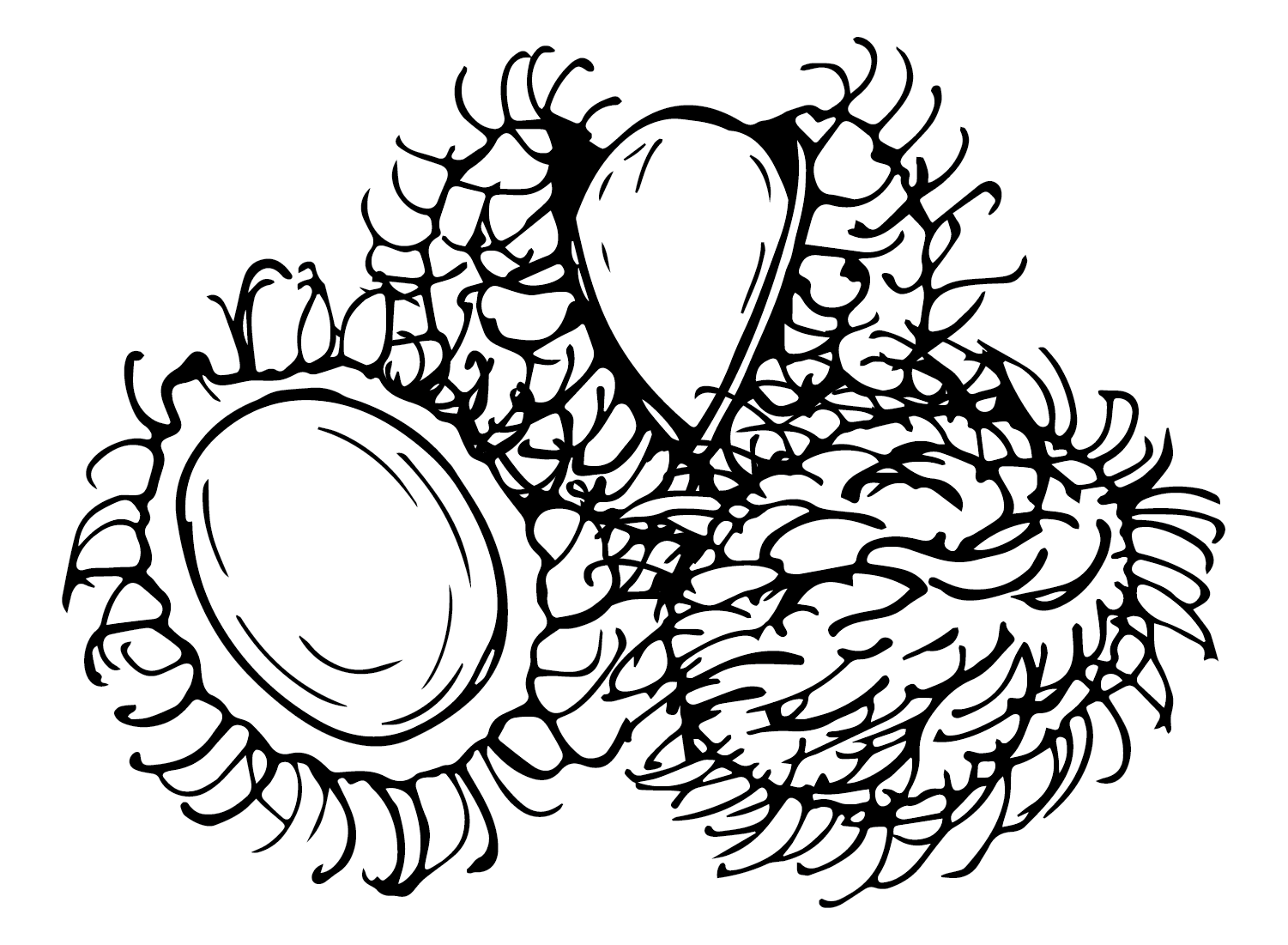 Rambutan images coloring page