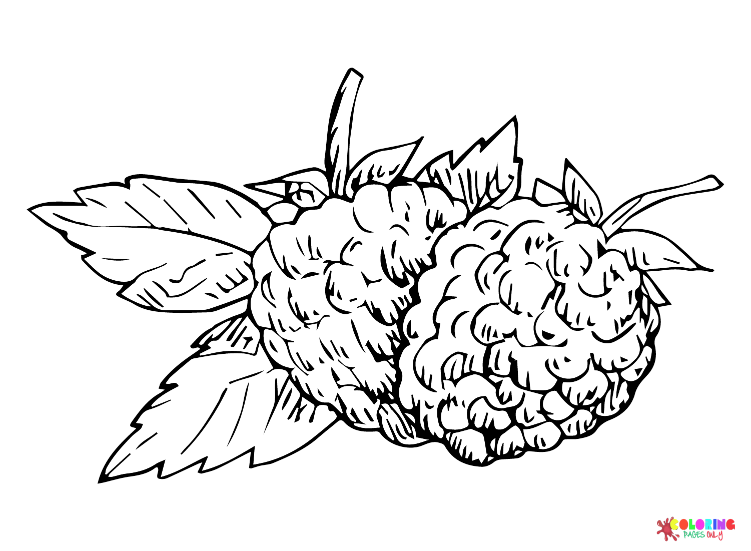 Blackberry coloring pages printable for free download