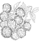 Rambutan coloring pages free coloring pages