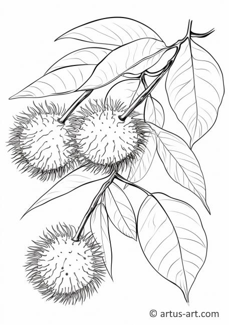 Rambutan cluster coloring page free download artus art