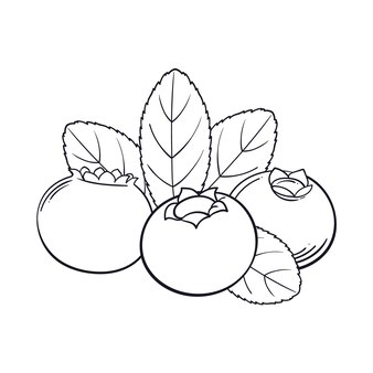 Page rambutan clipart images