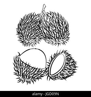 Hand drawn sketch of rambutan isolated black and white cartoon vector illustration for coloring book