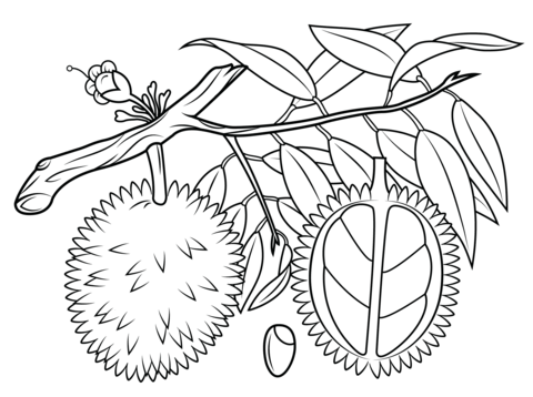 Durian branch cross section and seed coloring page free printable coloring pages coloring pages free printable coloring pages fruit coloring pages