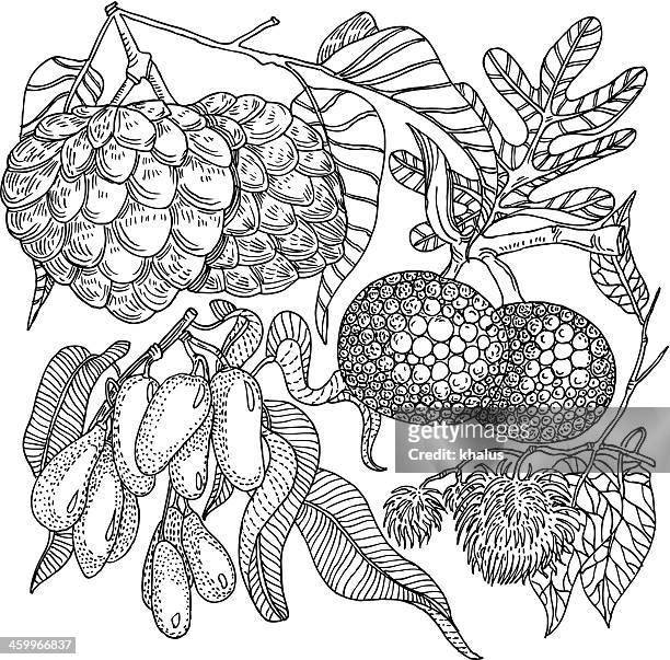 Rambutan high res illustrations