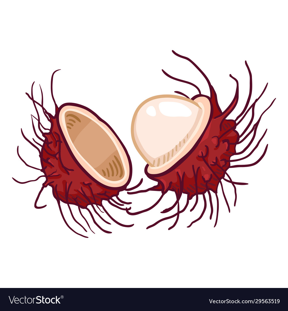 Cartoon rambutan fruit royalty free vector image