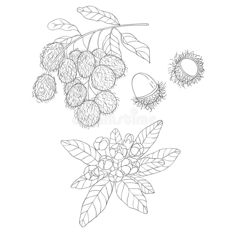 Rambutan plant stock illustrations â rambutan plant stock illustrations vectors clipart