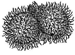 Rambutan nephelium lappaceum grafting experiments