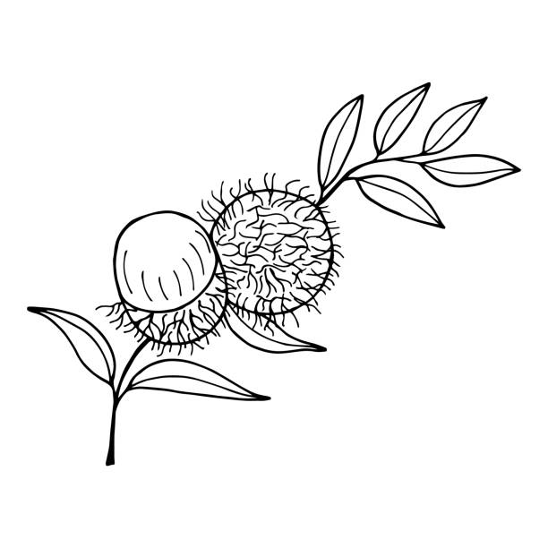 Tropical fruit rambutan on white background stock illustrations royalty