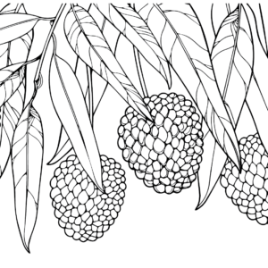 Lychee coloring pages printable for free download