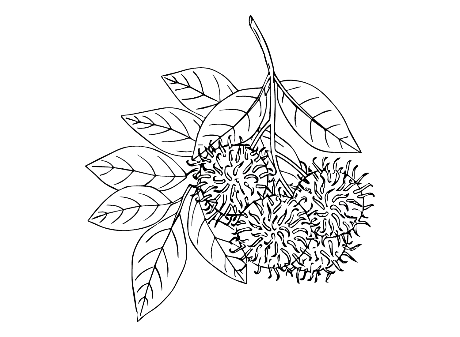 Rambutan free coloring page