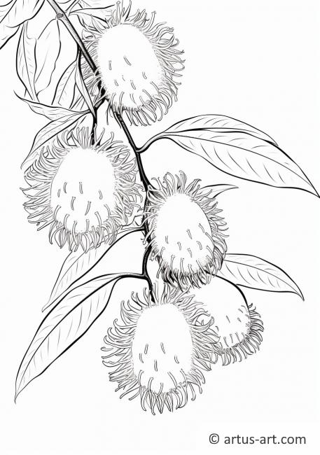 Rambutan fruit coloring page free download artus art