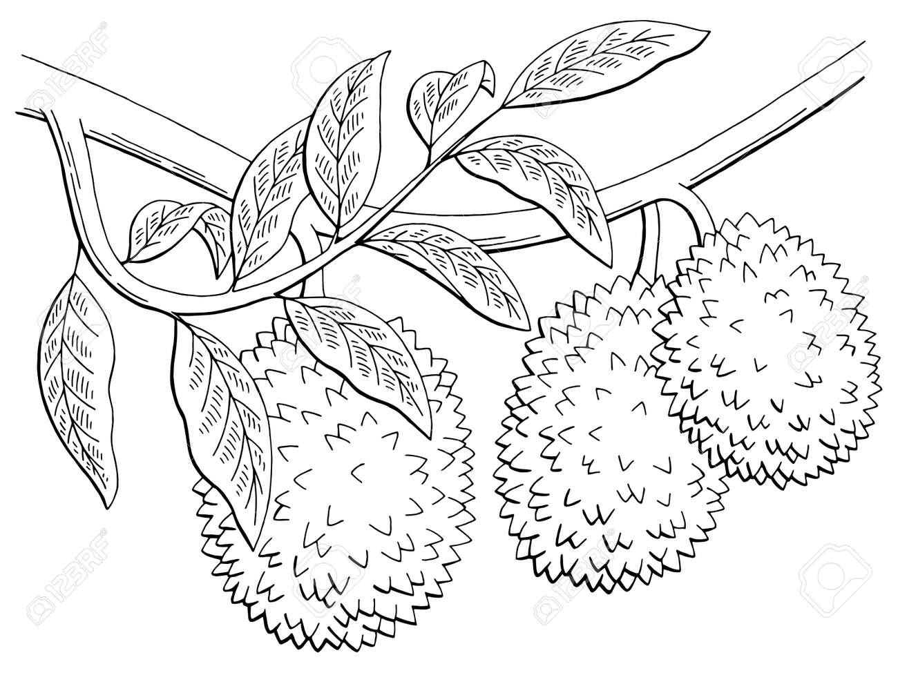 Durian fruit graphic branch black and white isolated sketch illustration vector royalty free svg cliparts vectors and stock illustration image