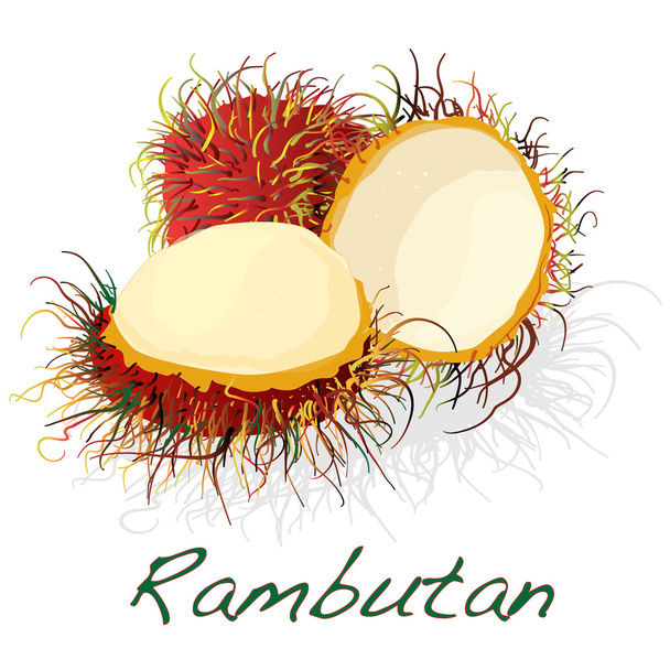 Rambutan free stock vectors