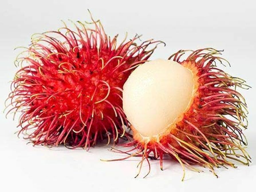 Seeds rambutan seeds fruits e tropical fruit hairy lychee seeds patio lawn garden