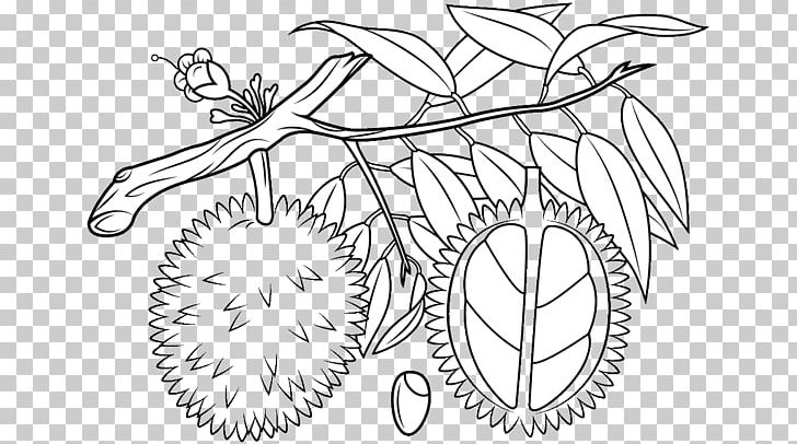 Durian fruit coloring book orange png clipart artwork black and white book branch cartoon free png