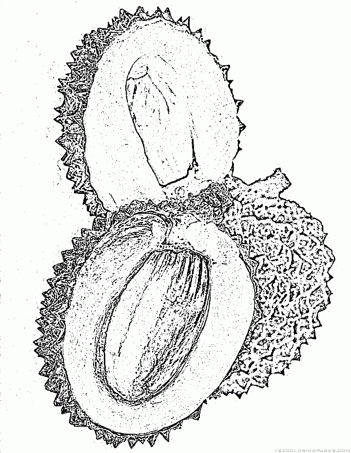 Lychee coloring pages