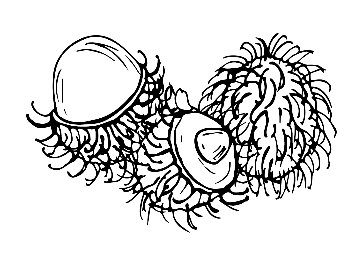 Images rambutan coloring page