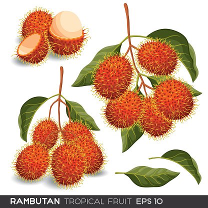 Rambutan fruit vector isolated stock clipart royalty