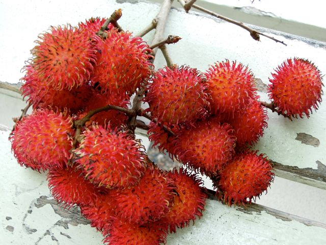 In pinays tummy taste of mindanao rambutan