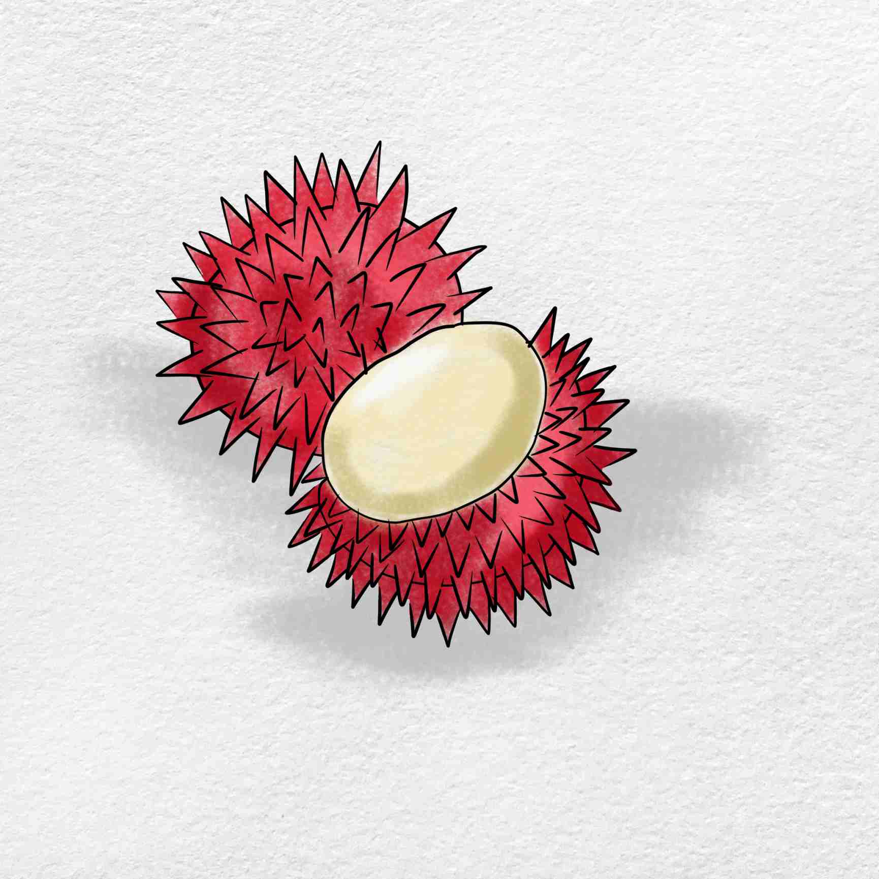 Rambutan drawing