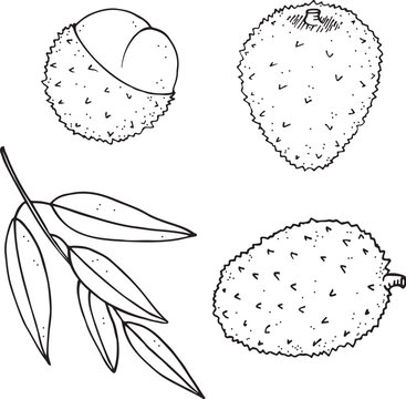 Rambutan vector images â browse photos vectors and video