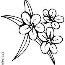 Three flowers coloring pages