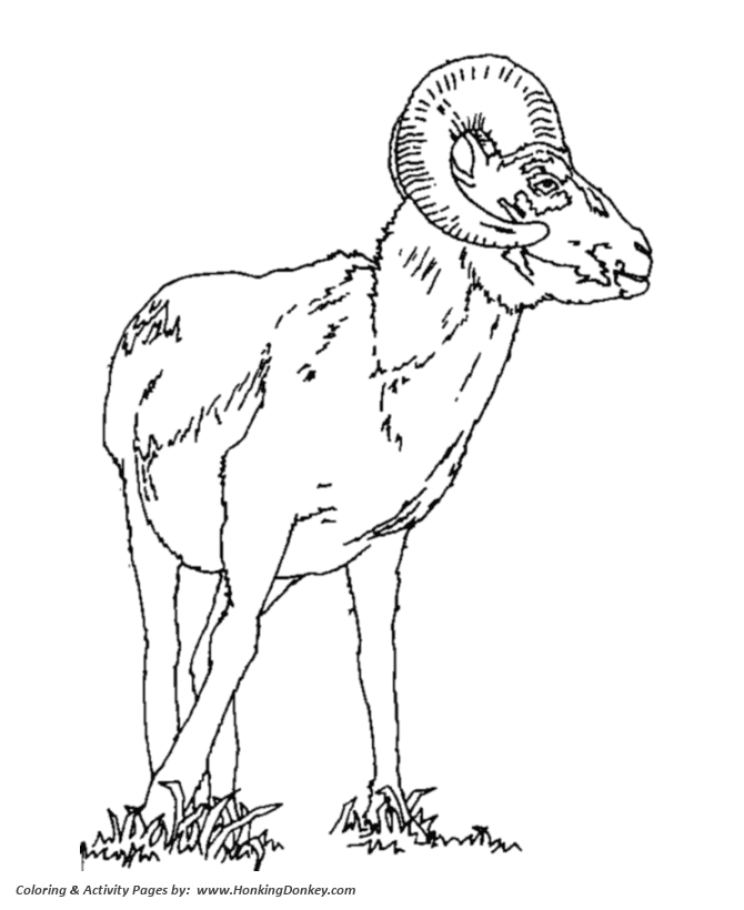 Wild animal coloring pages goat ram coloring page and kids activity sheet