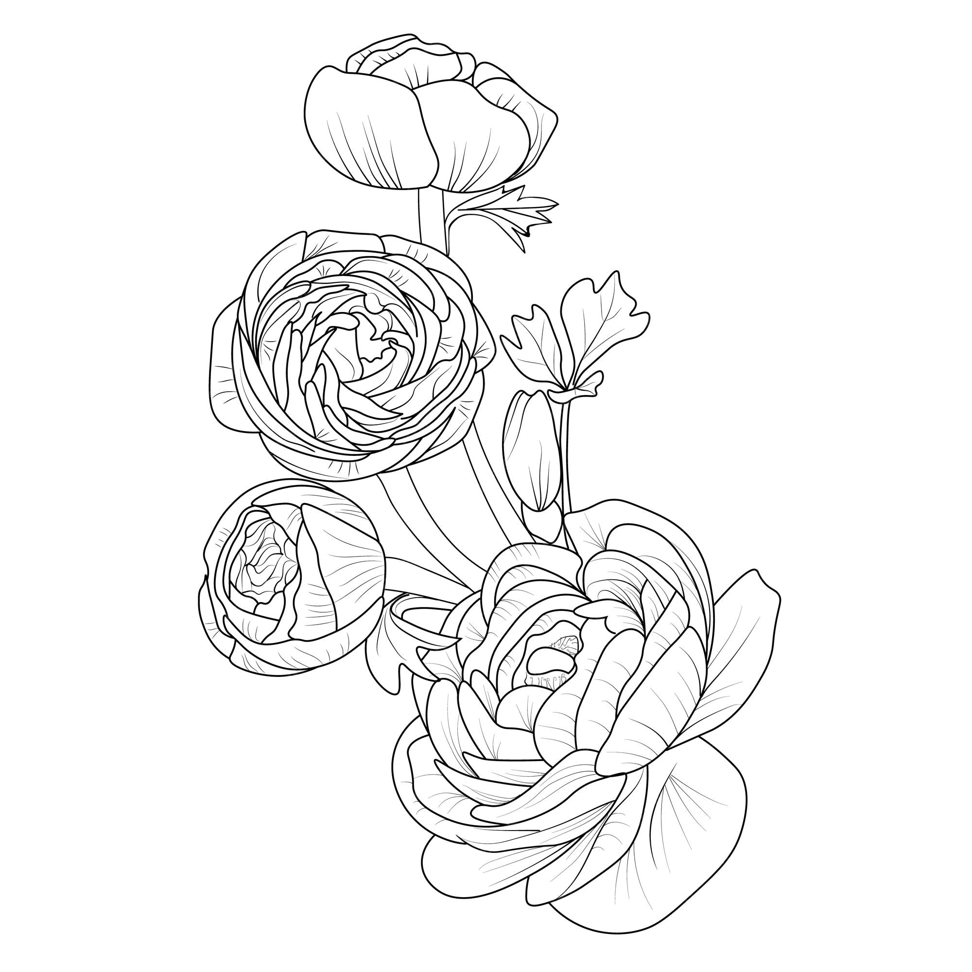 Premium vector black outline drawing perfect for ranunculus flower coloring page or book for children and adults