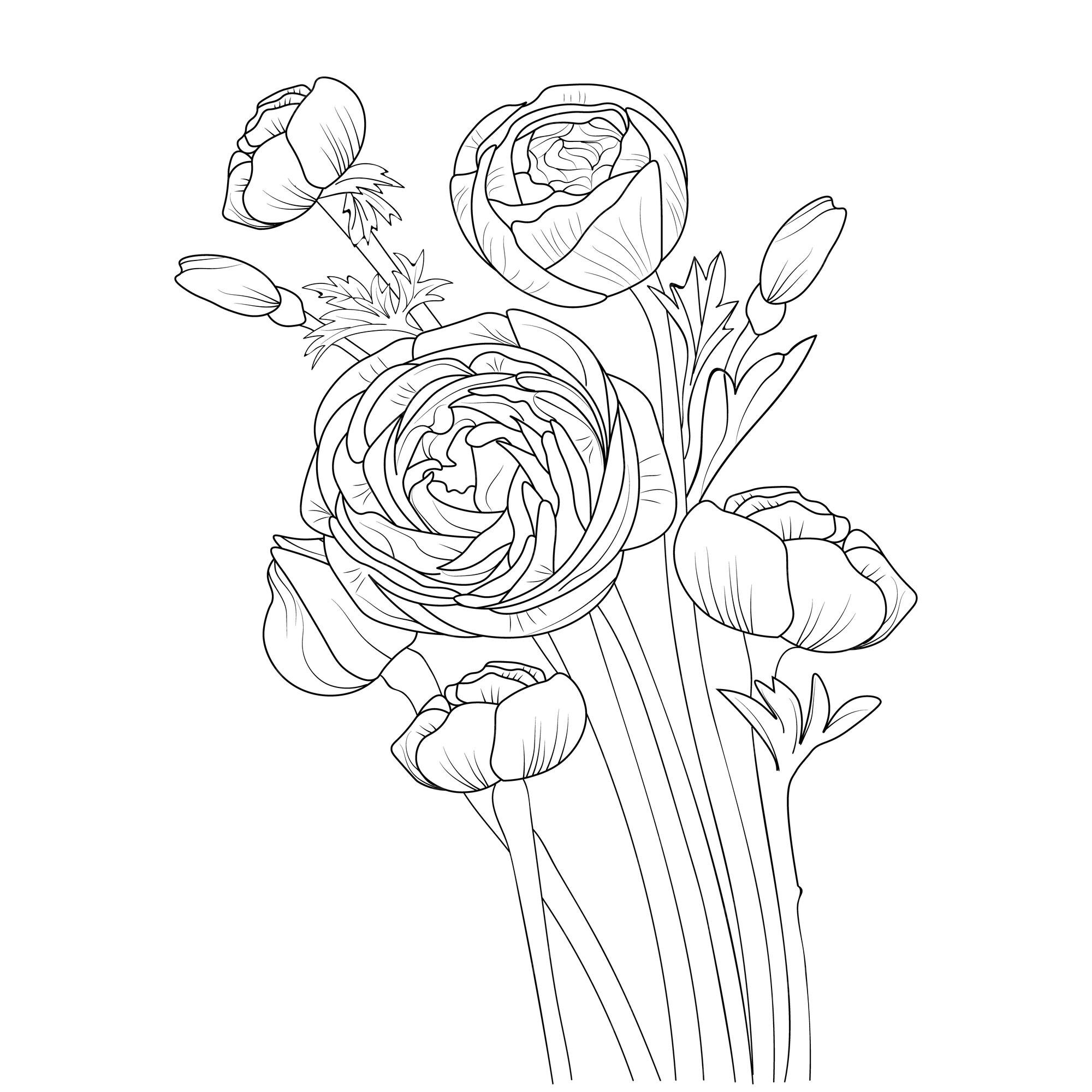 Premium vector black outline drawing perfect for ranunculus flower coloring page or book for children and adults