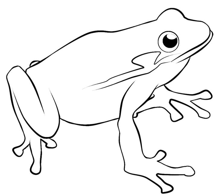 Imagenes rana para pintar frog coloring pages coloring pages to print frog outline