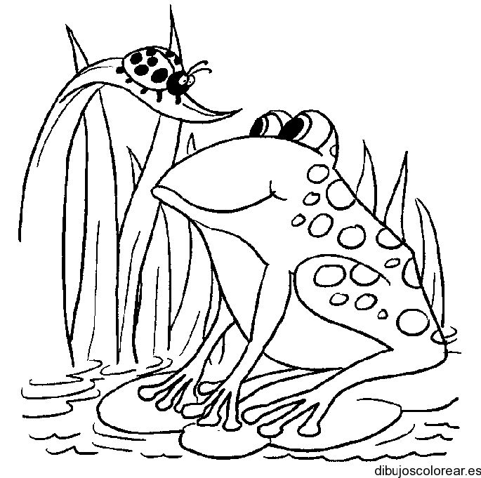 Pin by laura zoila urbina diaz on ranas frog coloring pages ladybug coloring page animal coloring pages